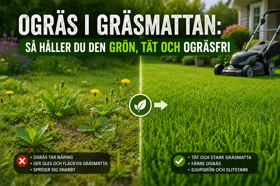 Ogräs i gräsmattan: så håller du den grön, tät och ogräsfri