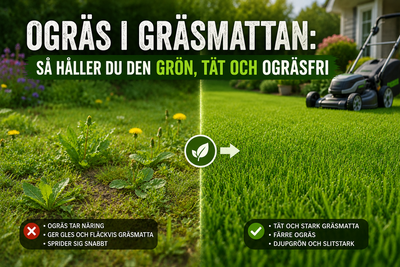 Ogräs i gräsmattan: så håller du den grön, tät och ogräsfri