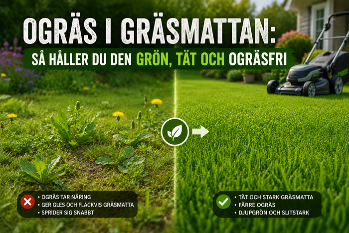 Ogräs i gräsmattan: så håller du den grön, tät och ogräsfri